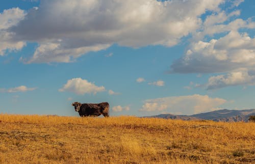 Cow on Pasture