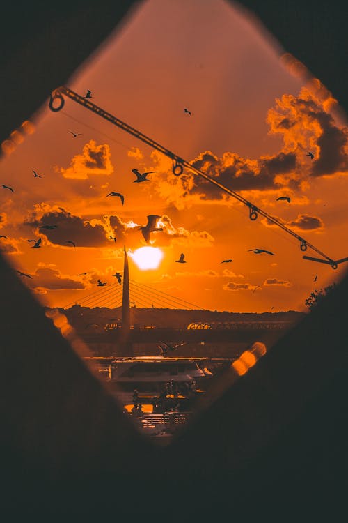 Ilmainen kuvapankkikuva tunnisteilla auringonlasku, eläimet, ikkuna