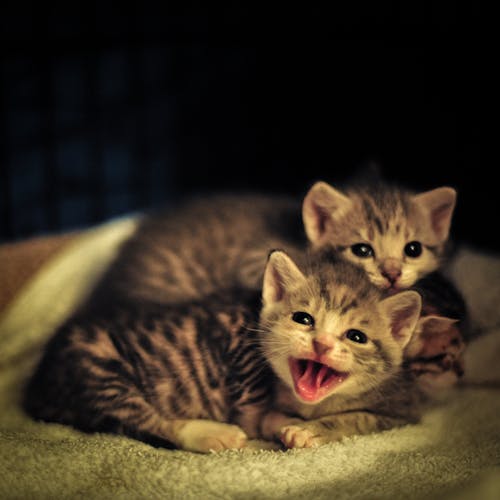 Free stock photo of cute, kitten, yawn