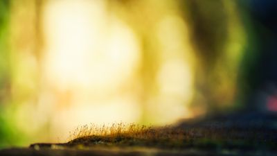 Detailed shot of moss on a forest floor with warm sunlight behind — photo by Johannes Plenio on Pexels