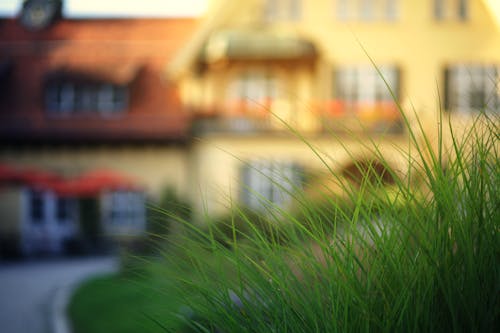 Grass in Front of a Building