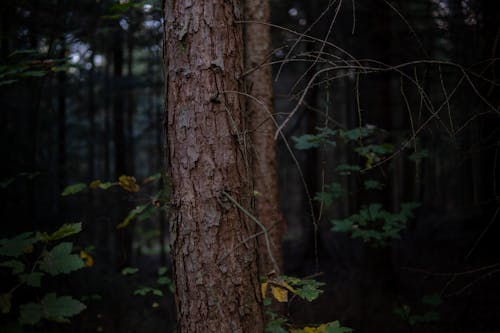 Foto stok gratis alam, batang pohon, Daun-daun