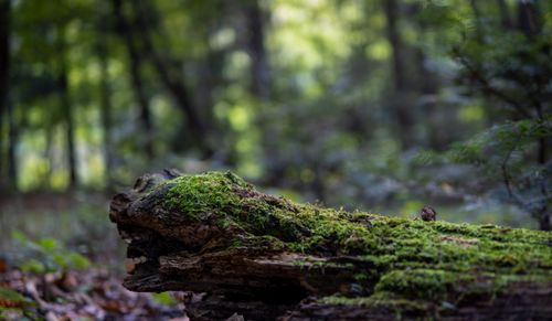 Free Close-up of moss-covered log in the serene Myślenice forest, Poland. Stock Photo