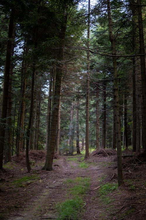 Ilmainen kuvapankkikuva tunnisteilla metsä, polku, puu