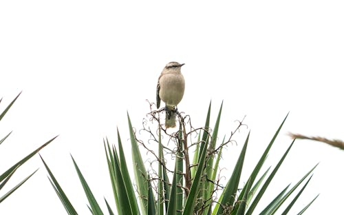 Beautiful bird