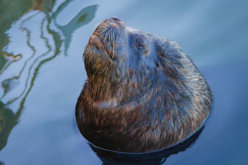 Sea Lion on the water