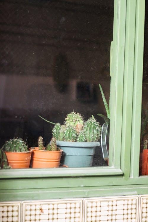 Ilmainen kuvapankkikuva tunnisteilla ikkuna, ikkunat, kaktus