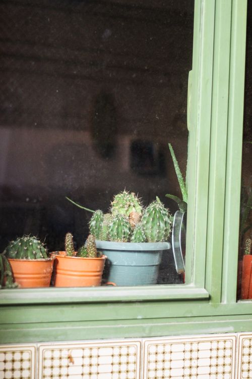 Free Close-up of cacti in pots on a green window sill indoors, adding natural charm. Stock Photo