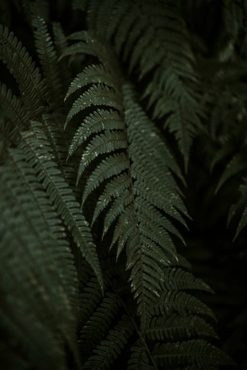 Free Detailed image of lush green fern leaves in a shadowy forest setting highlighting natural elegance. Stock Photo