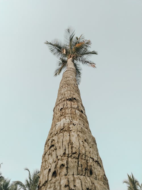 低角度摄影的椰子树