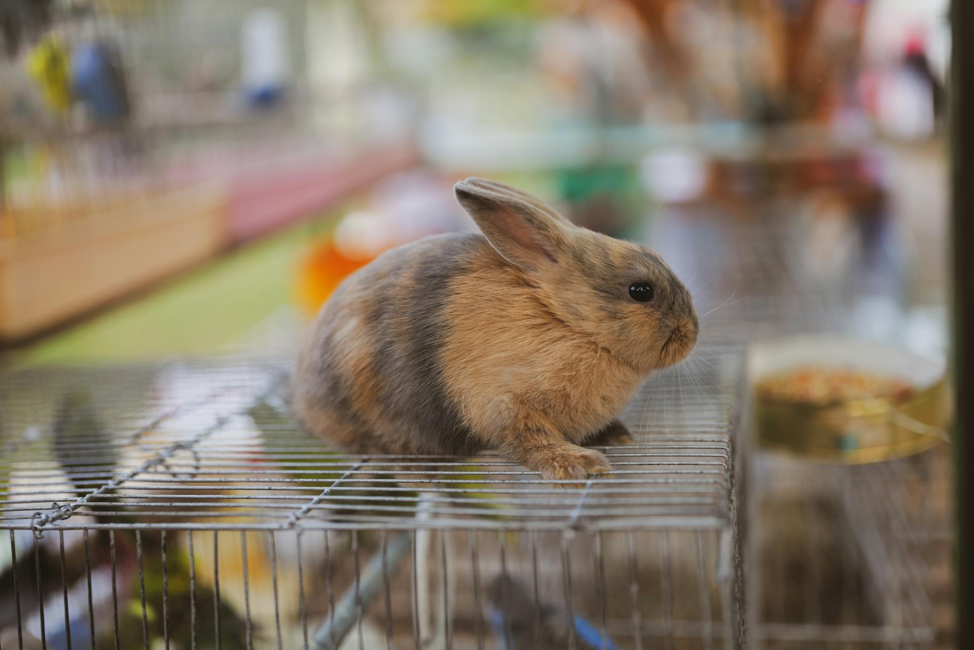 Close up of Rabbit on Cage