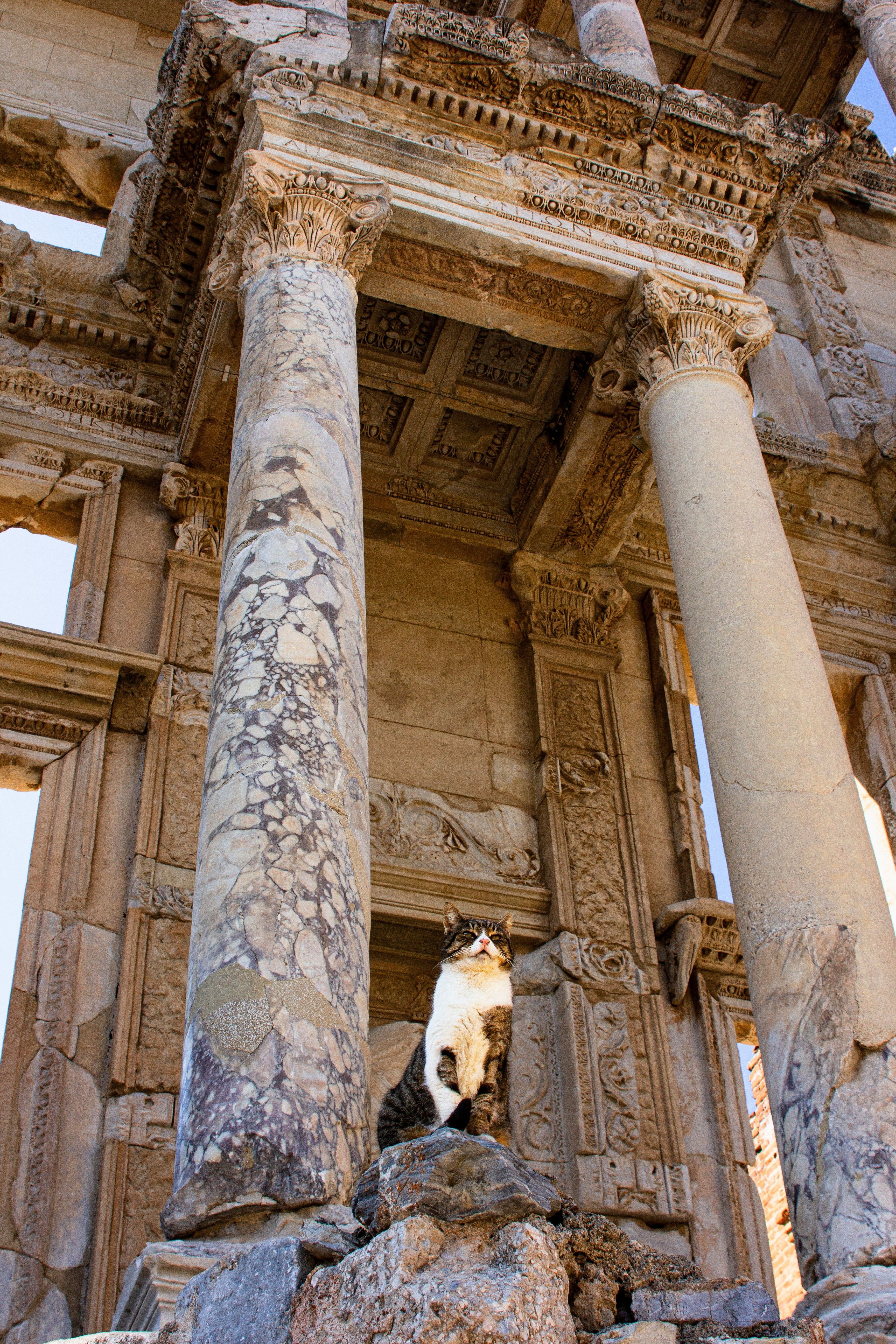 A cat sits confidently among ancient, ruined columns in the warm afternoon sunlight.