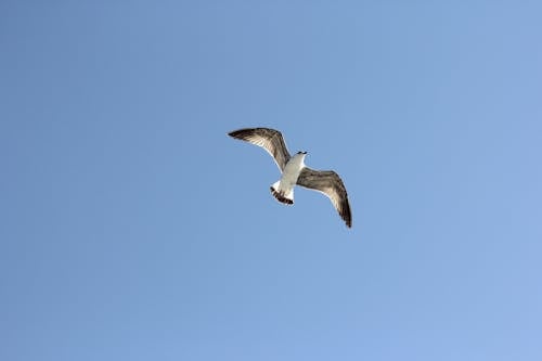Seagull Flying under Clear Sky