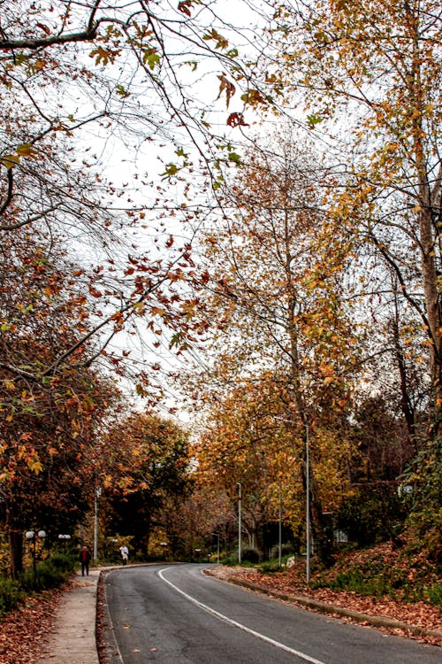Autumn Trees around Road