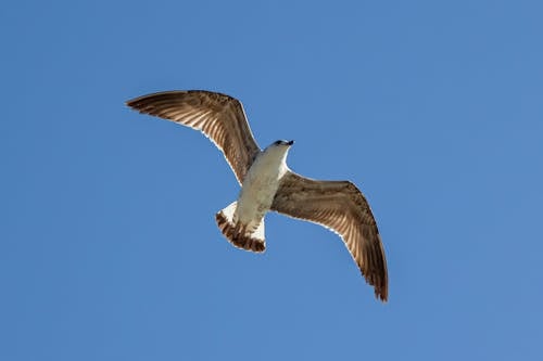 Seagull Flying under Clear Sky