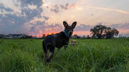 Gratis stockfoto met avond, gazon, gras