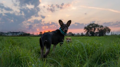 Free Two dogs playing in a grassy field with a vibrant sunset sky in Brzegi, Poland. Stock Photo
