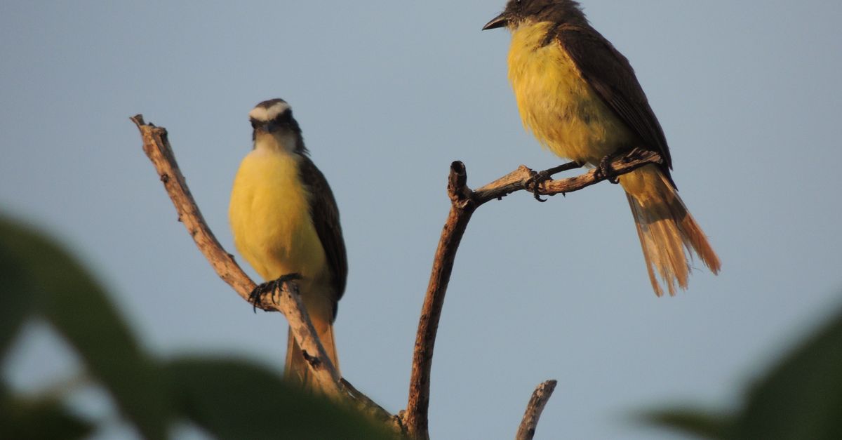 birds