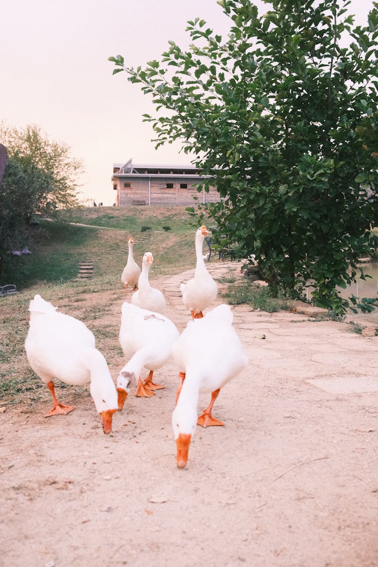 White Geese Near Bush