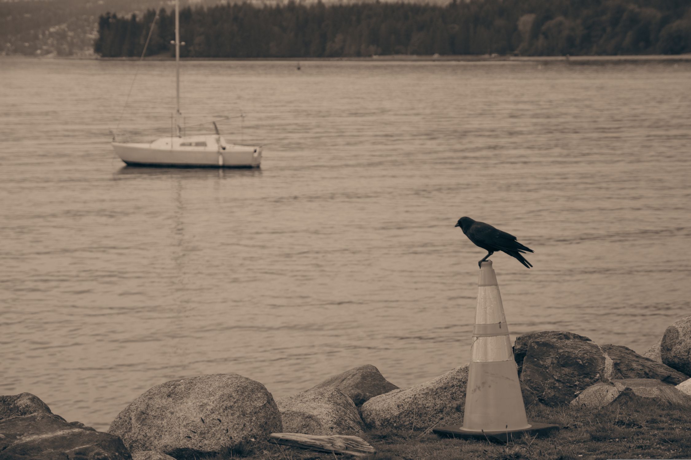 Crows Using Rocks Crow Sitting on Seashore with Rocks · Free Stock Photo