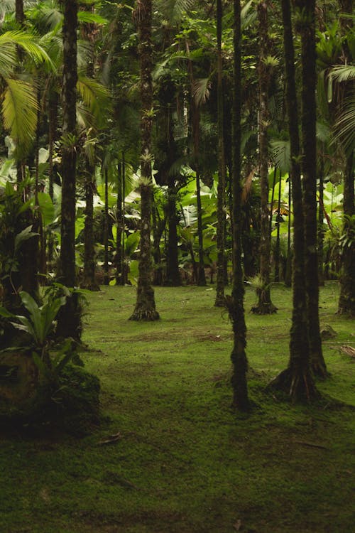Trees in Green Tropical Forest