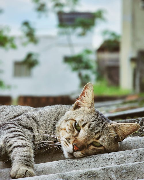 Portrait of a Gray Tabby Cat Lying Outdoors