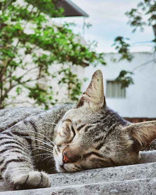 Gray Tabby Cat Sleeping Outdoors