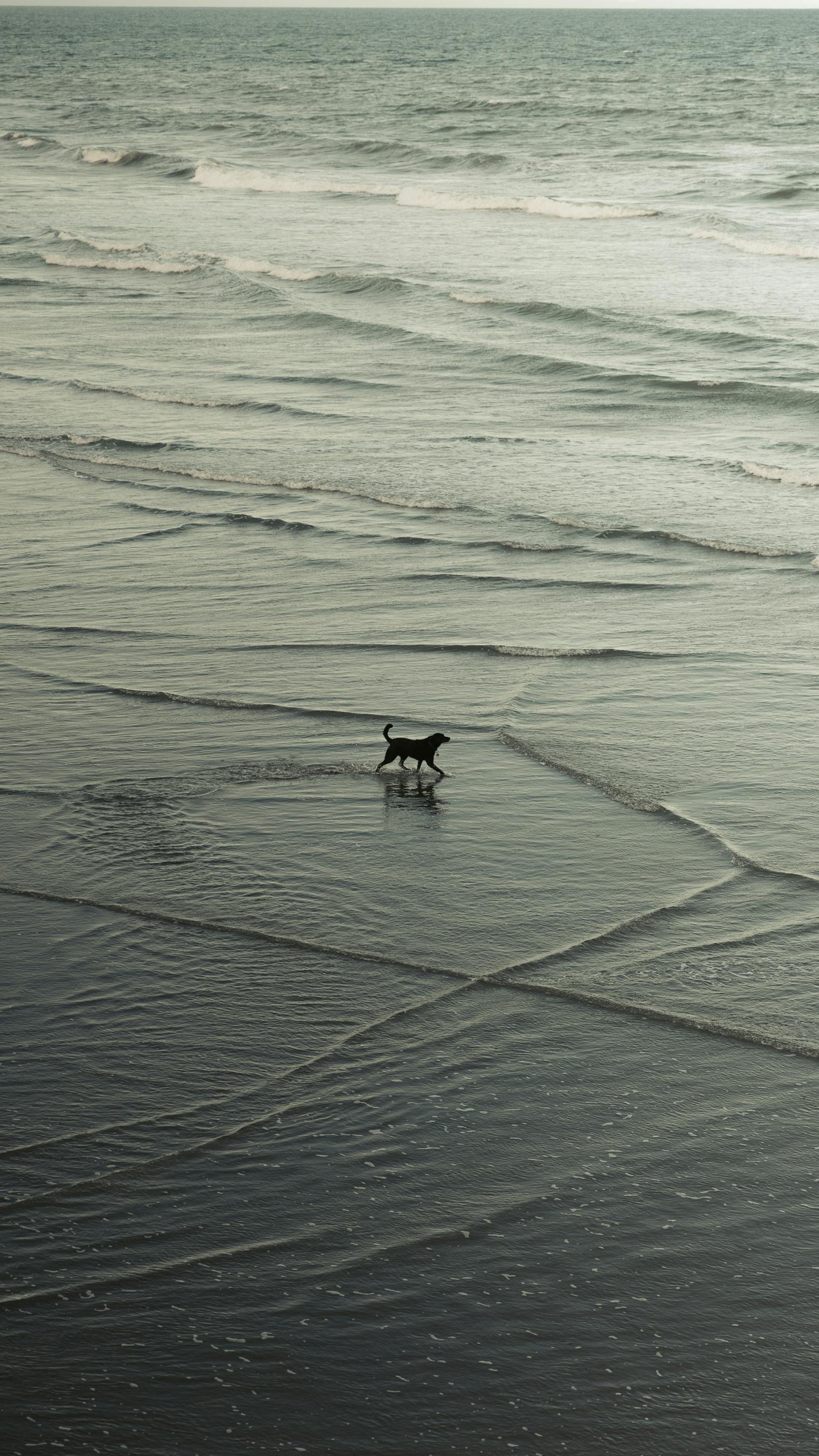 A dog runs along a peaceful beach at sunset in Christchurch, New Zealand, with gentle waves in the background.