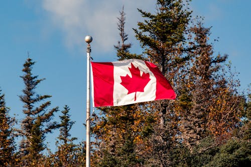 Free stock photo of canada, conifers, firs