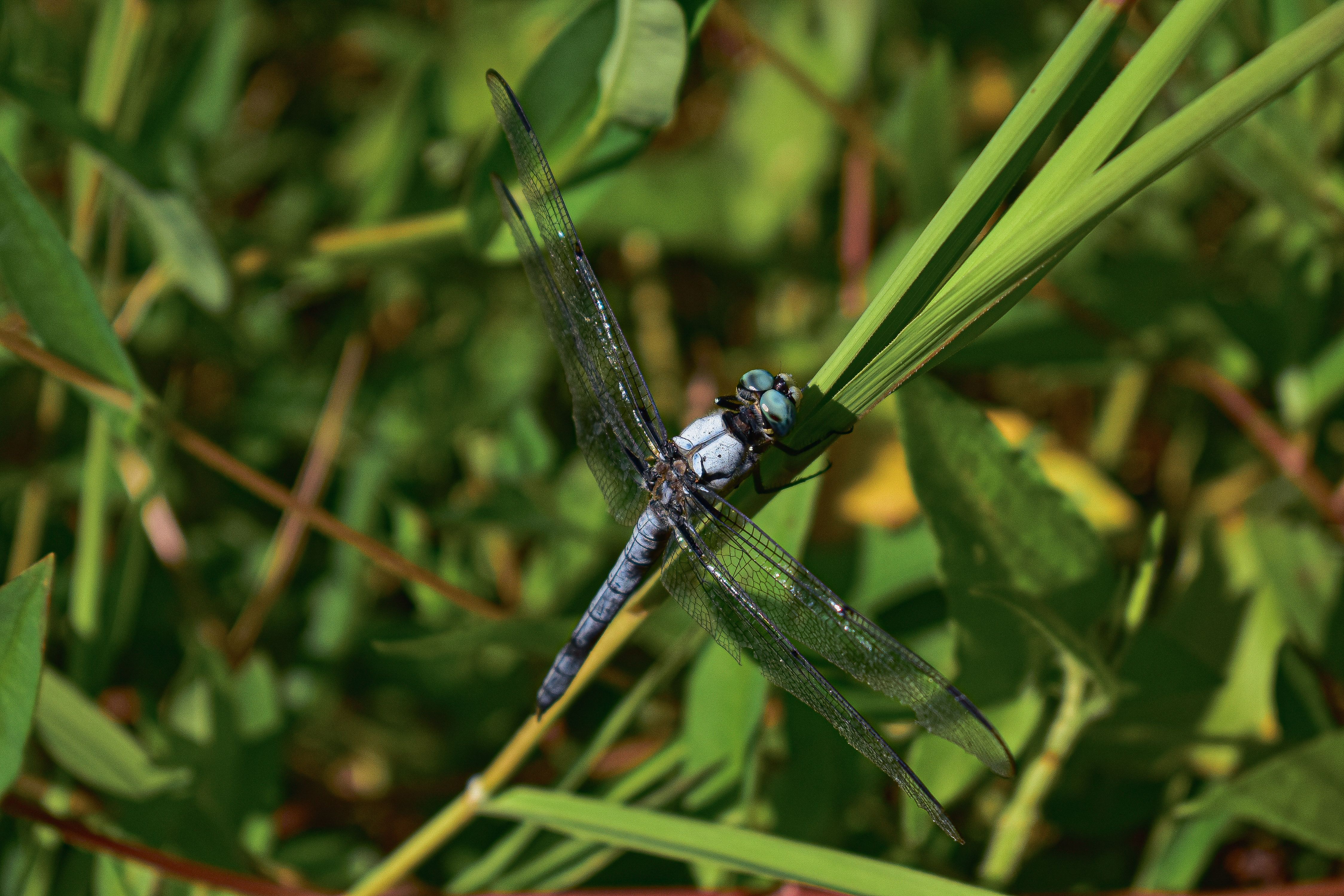 Close up of Dragonfly · Free Stock Photo