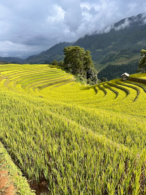 View of a Terrace Plantation in Mountains 