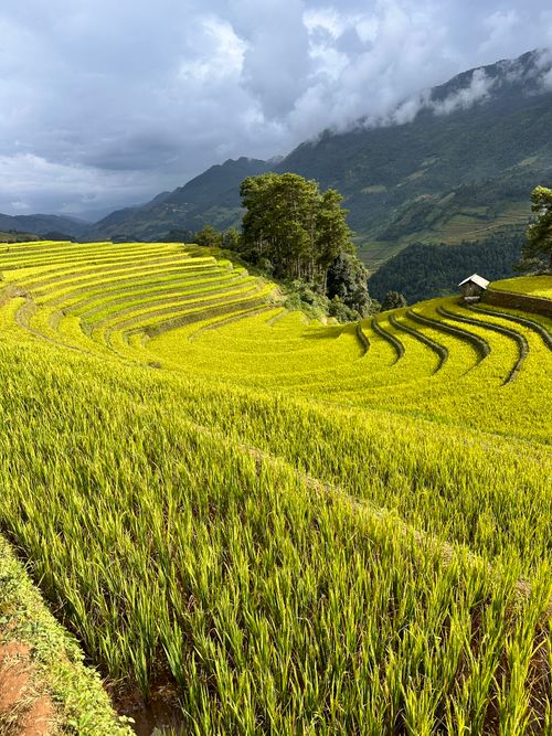 Free Beautiful rice terraces in a scenic mountain landscape, capturing the essence of agricultural harmony. Stock Photo