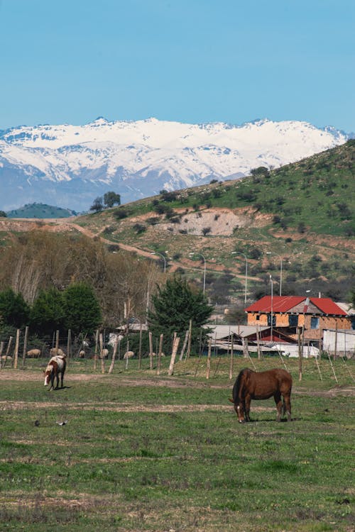 Imagine de stoc gratuită din animale, cai, deal