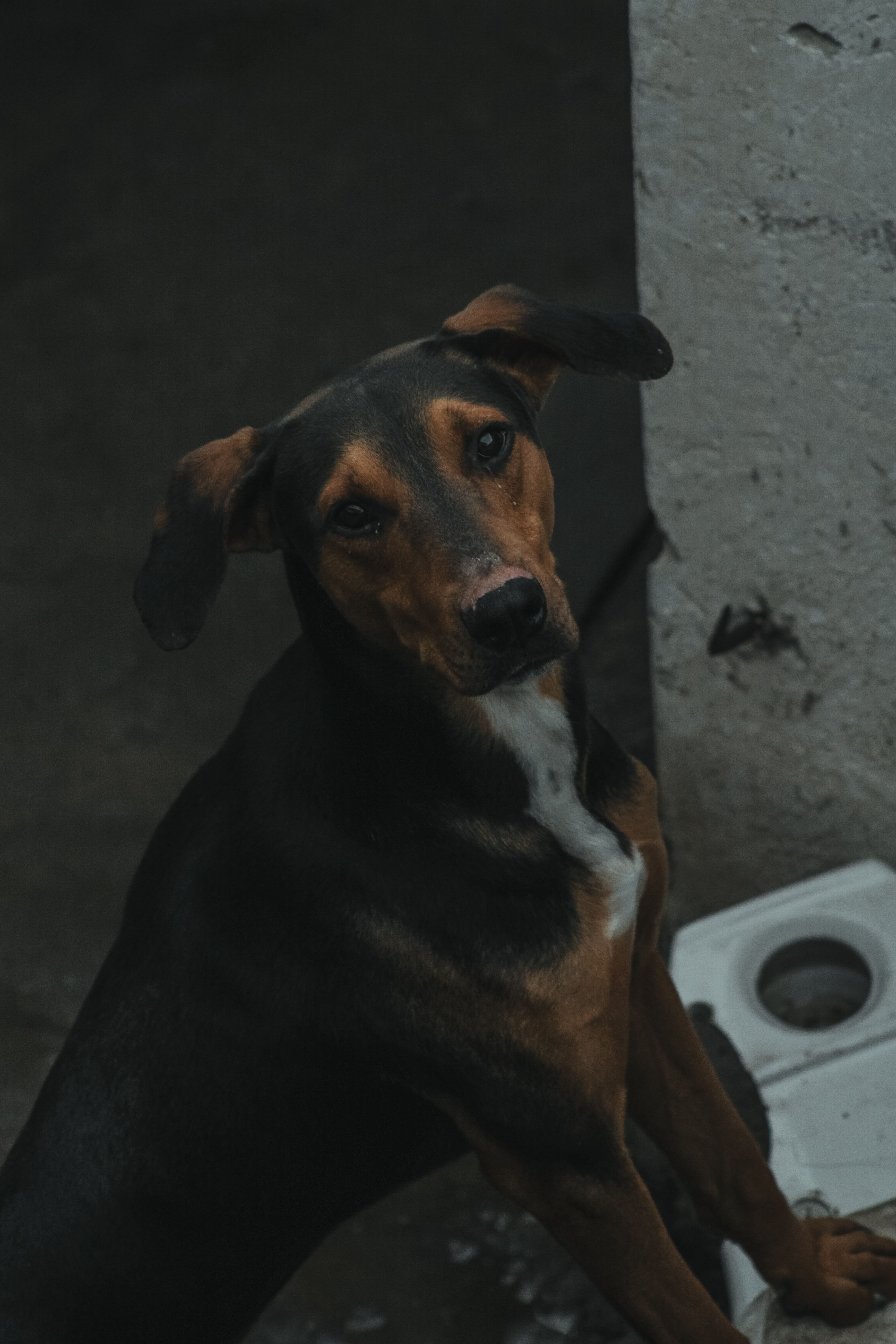 Fotomural Lindo perro mestizo con una mirada curiosa, perfecto para contenido sobre mascotas.