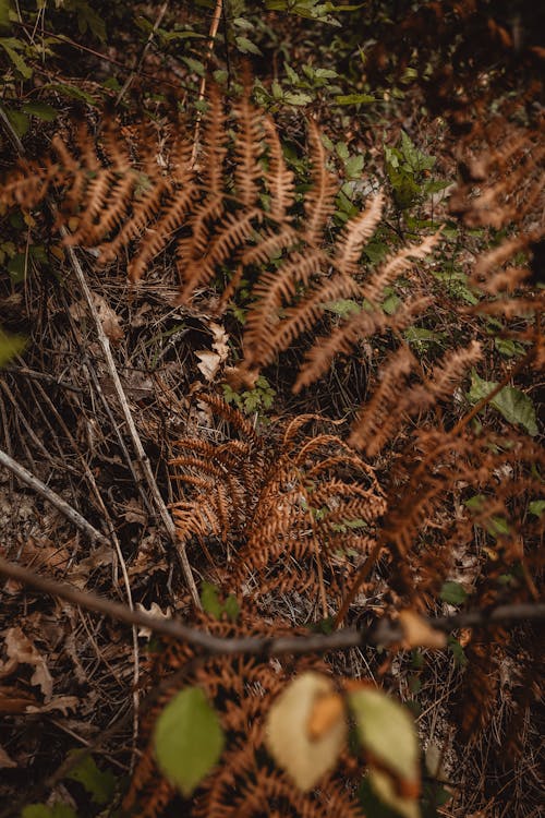 Free Dry Fern Leaves in the Forest Stock Photo
