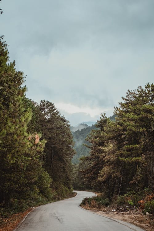 Kostnadsfri bild av asfalt, barrträd, bergen