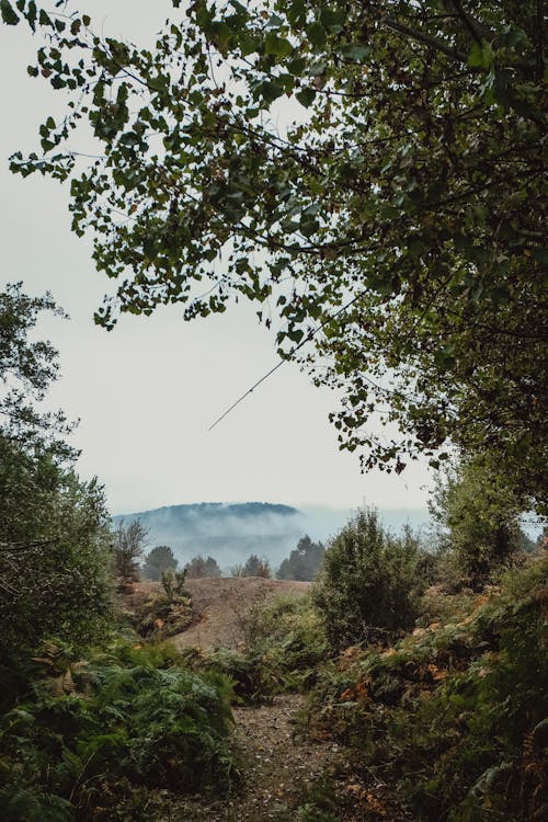 View of Trees and Grass Fields in Mountains 