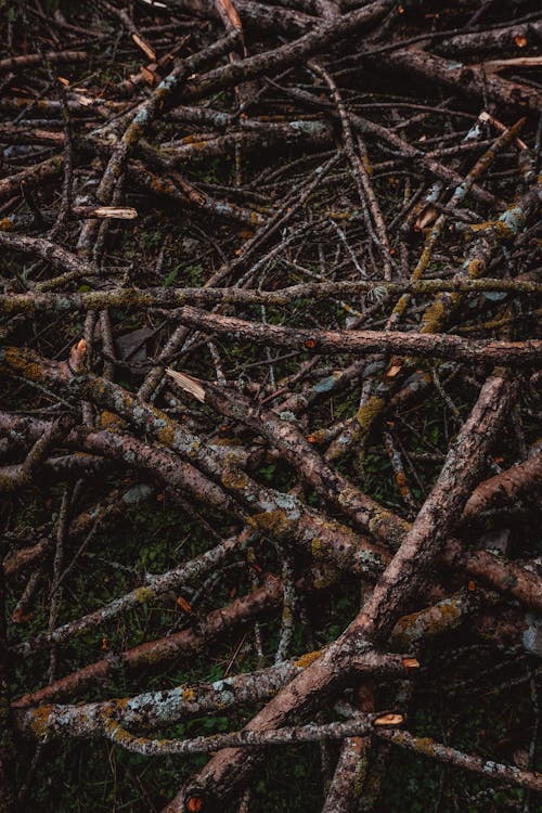 Close-up of dry Sticks on the Ground 