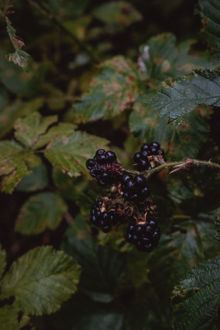 Detailed shot of ripe blackberries on a branch surrounded by lush green leaves.