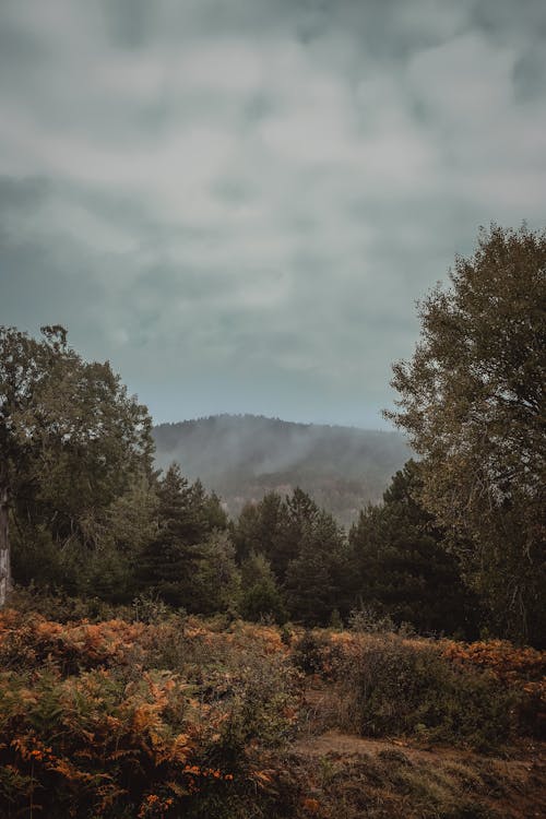 View of a Field and Trees in Mountains in Autumn