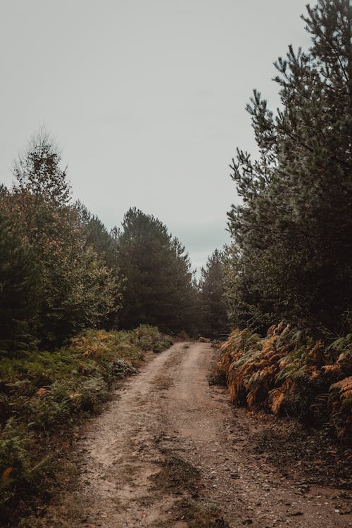 Free Unpaved Road in the Forest in Autumn Stock Photo