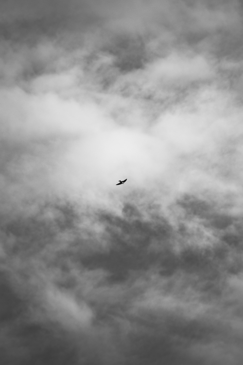 Free A black and white photo of a bird flying high with clouds in the background. Stock Photo
