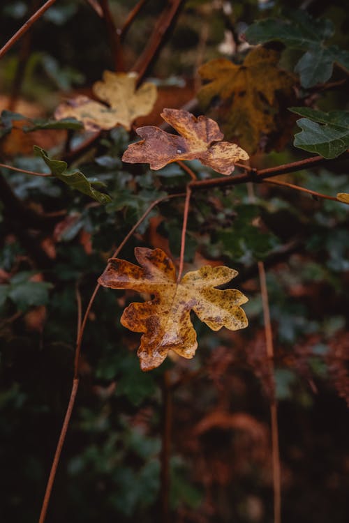 Бесплатное стоковое фото с вертикальный выстрел, ветви, коричневые листья