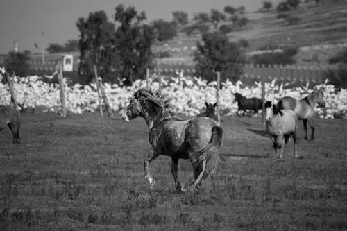 Horses on Pasture in Black and White
