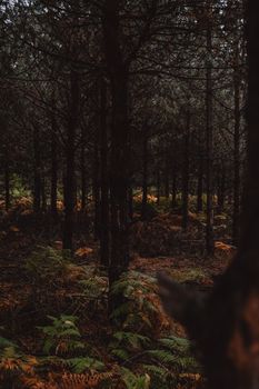 Explore a tranquil autumn forest with lush ferns and towering evergreens, bathed in soft light.