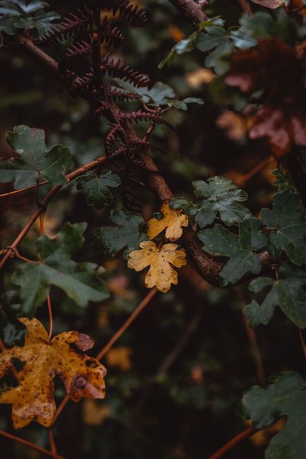 Close-up of autumn leaves on a forest branch, highlighting fall colors.
