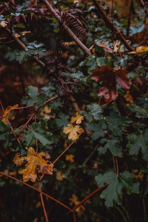 Immagine gratuita di albero, autunno, cadere