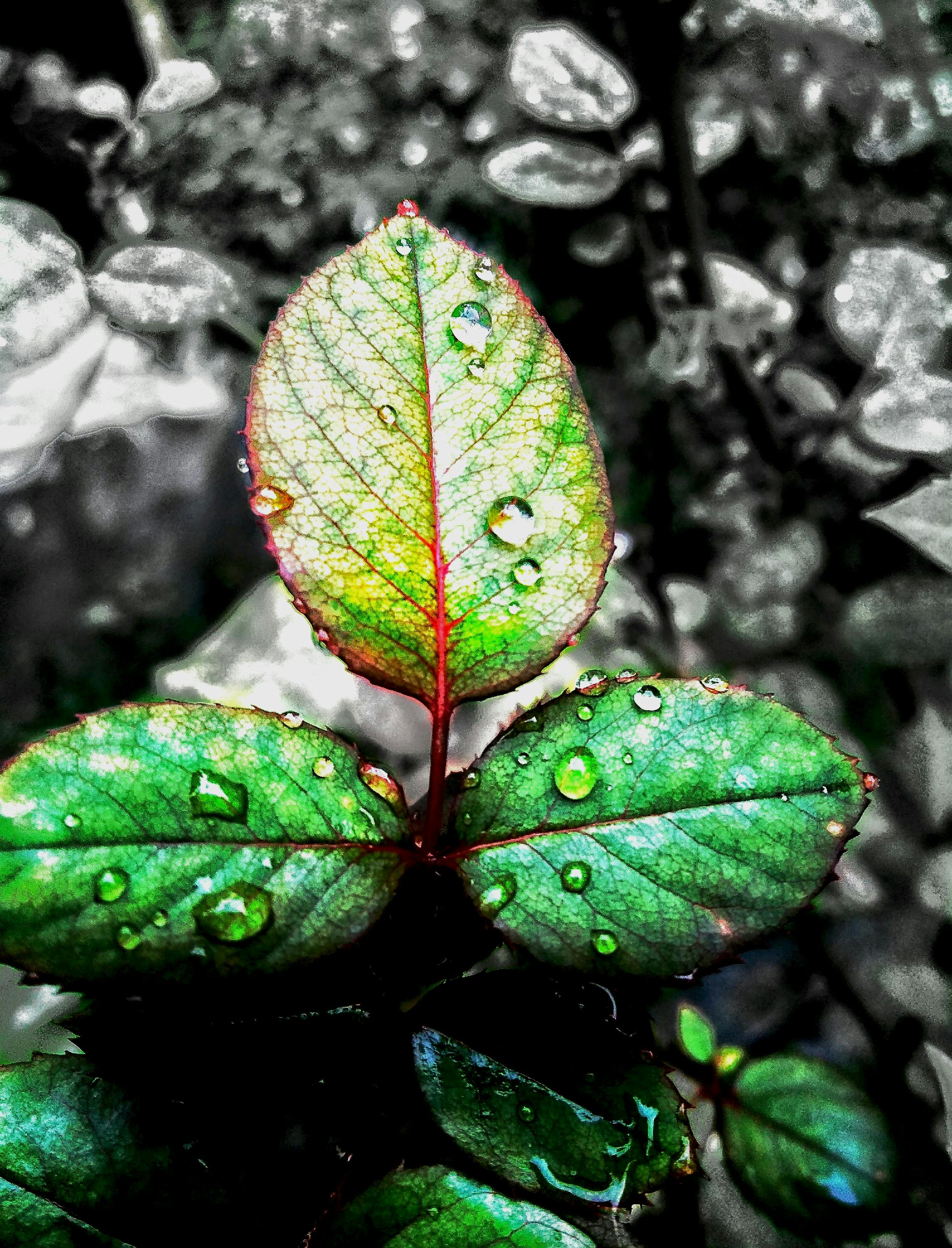 Free Stock Photo Of Beauty In Nature Colour Pop Green Leaves