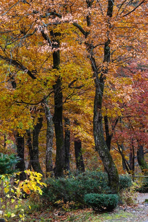 Photos gratuites de arbres, automne, doré