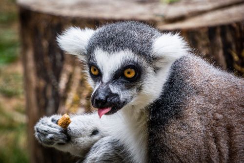 Free Close-up of a playful ring-tailed lemur with bright eyes enjoying a snack at Portland Zoo. Stock Photo
